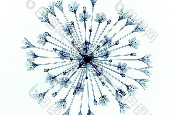 x射线图像花孤立的白色贝尔爱情花插图