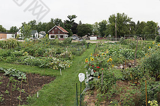 城市社区花园完整的蔬菜花日益增长的准备好了收获伟大的居民