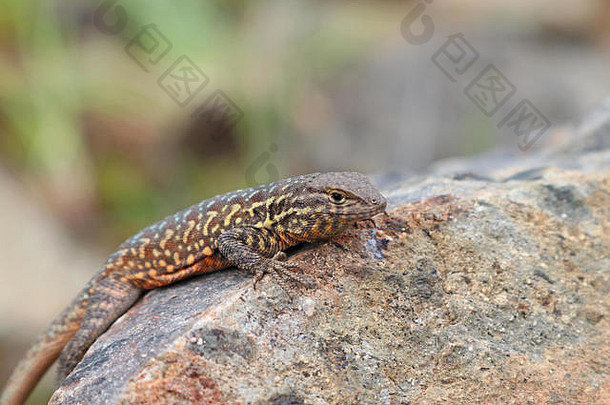常见的侧边斑点蜥蜴uta斯坦斯布里安娜