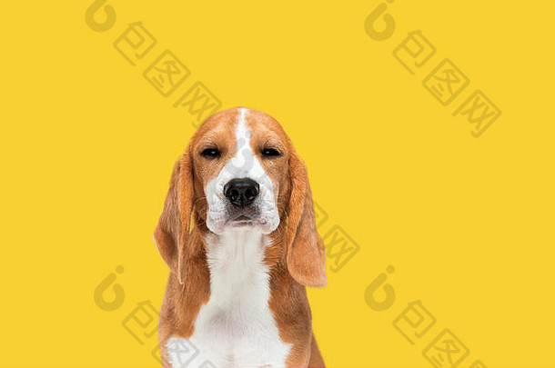 小猎犬号三原色小狗摆姿势可爱的white-braun-black狗宠物玩黄色的背景平静自信工作室photoshot概念运动运动行动负空间