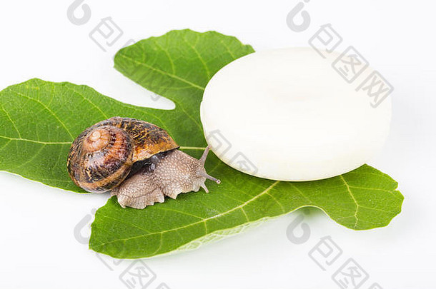 白色肥皂化妆品绿色叶使蜗牛黏液健康的有机产品