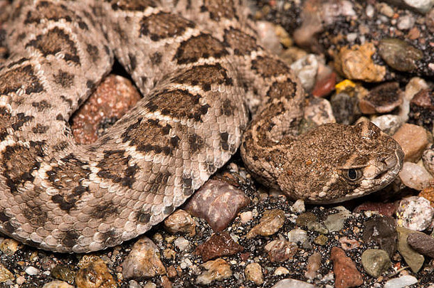 西方diamond-backed响尾蛇crotalusatrox圣诞老人克鲁兹县亚利桑那州美国