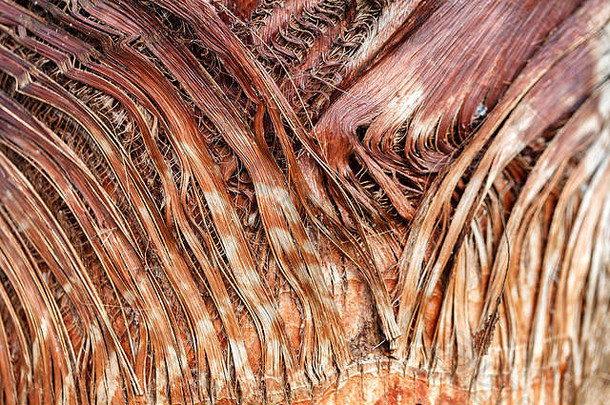 纹理棕榈树树皮美丽的树皮模式特写镜头