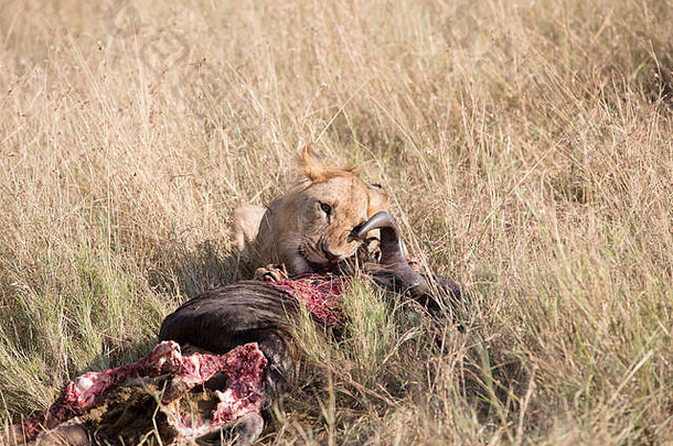 狮子羚羊的一种杀了坦桑尼亚非洲
