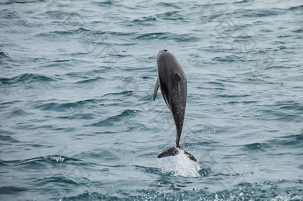 微暗的海豚租赁水凯库拉新西兰凯库拉受欢迎的旅游目的地看游泳海豚