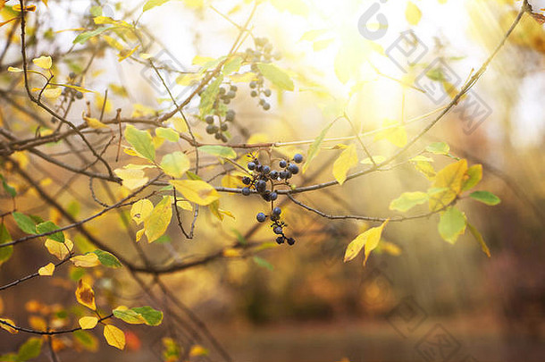秋天森林背景野生葡萄色彩斑斓的红色的黄色的叶子秋天的景观雨一天伟大的黄金秋天作文酒