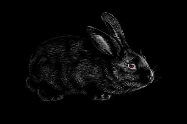 肖像兔子黑色的背景