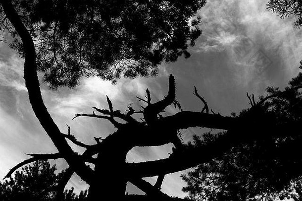 黑与白可爱的几何摘要黑色的喜怒无常的有<strong>创意</strong>的树树木森林分支机构timberart