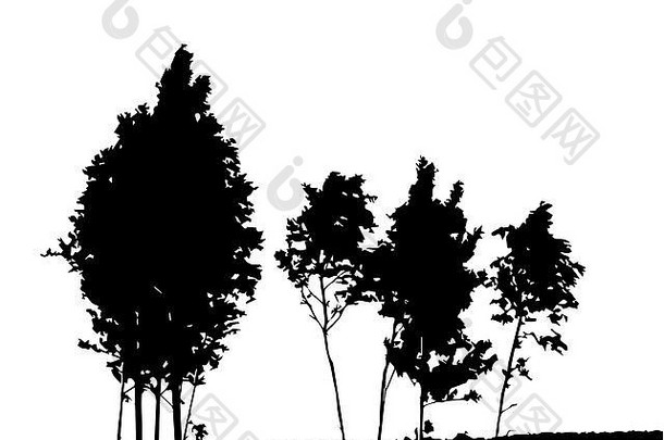树轮廓孤立的白色Backgorund维克托插图