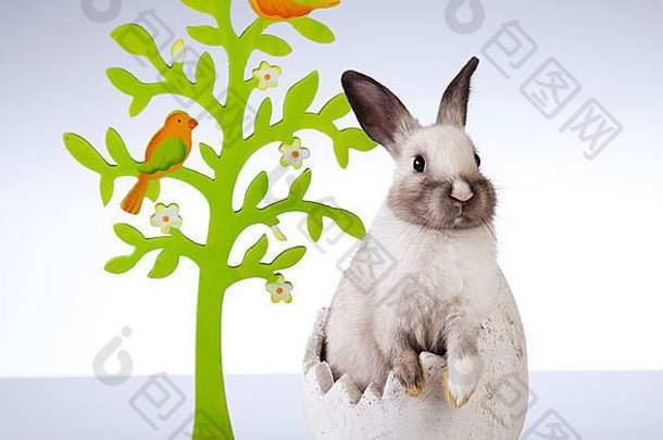 复活节兔子白色背景