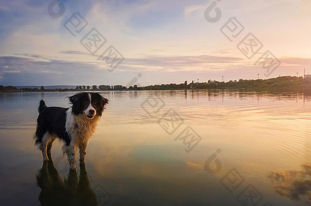 肖像边境牧羊犬狗站池塘水日落背景反射湖表面美丽的宠物保安