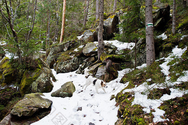 dovbush岩石小道孤独的野生狗森林喀尔巴阡山脉的山