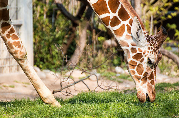 长颈鹿吃草地面低的角度来看拍摄