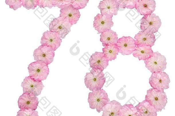 数字七十年自然粉红色的花杏仁树孤立的白色背景