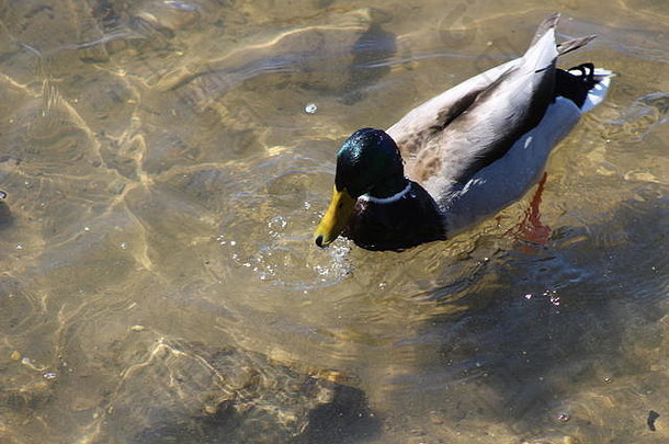 野鸭丰富的一般公认的物种鸭北美国male’s特征引人注目的绿色头灰色侧翼黑色的tail-curl使很容易确认鸭