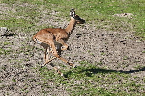周婴儿黑斑羚小腿埃皮塞罗斯melampus跳运行