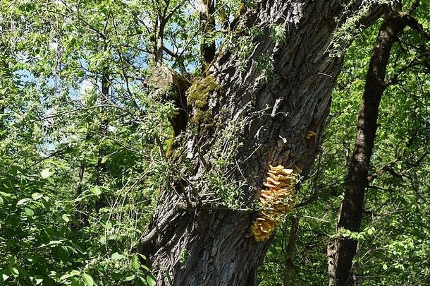 黄色的蘑菇树