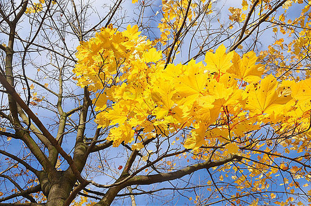 黄色的枫木叶子蓝色的天空秋天树