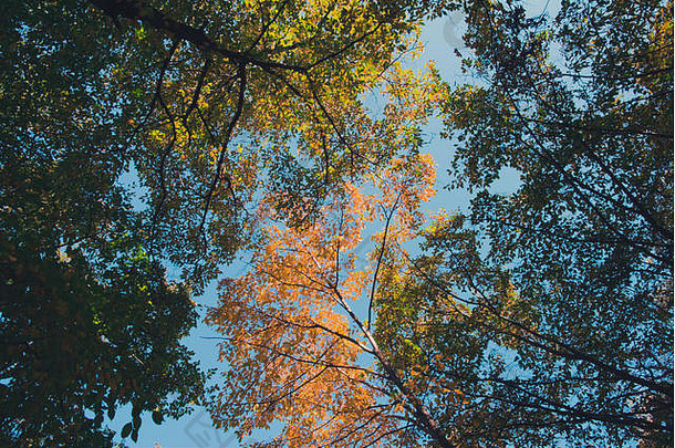 色彩斑斓的森林森林秋天
