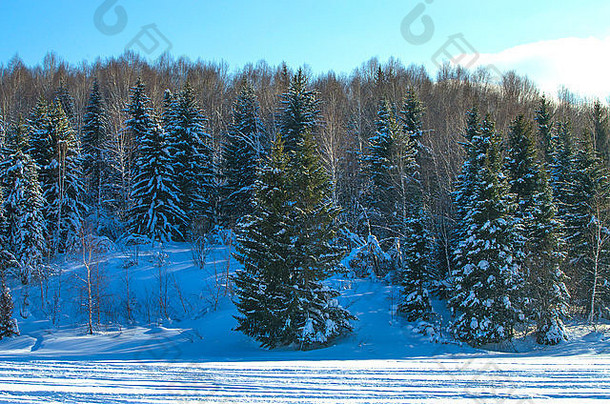 木景观啄饮冬天泰加林景观自然枞树形木树冬天雪混合木
