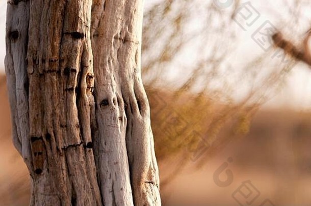 提马里斯树树桩魯特沙漠