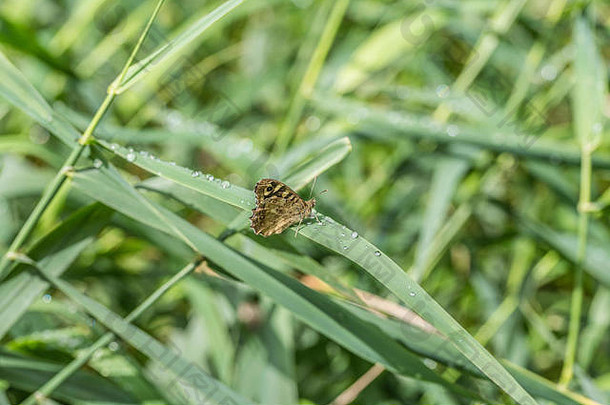 斑点木蝴蝶Parargeaegeria定居叶草覆盖水滴阳光