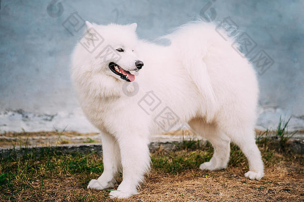 白色萨莫耶德人bjelkier狗站户外石头墙背景萨莫耶德人品种狗需要萨莫耶德语的国人民
