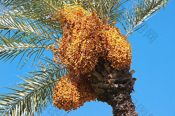 群色彩鲜艳的日期棕榈树