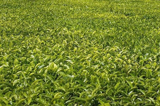 内拉达茶种植园北昆士兰