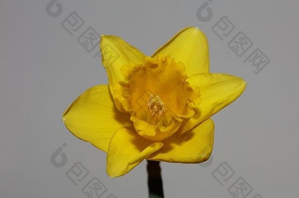 黄色的花宏背景高质量那喀索斯pseudonarcissus家庭石蒜科