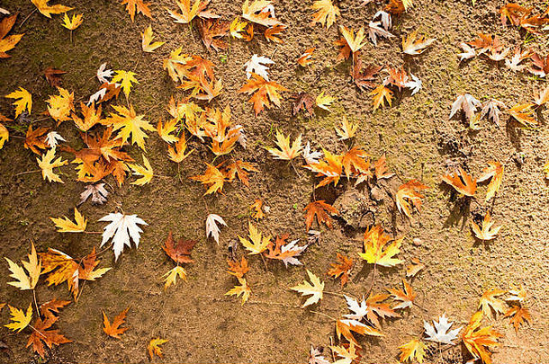 秋天枫木叶子分散地面