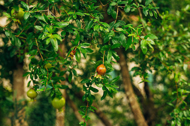 水果石榴树黑山共和国