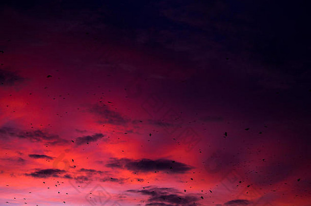 细红色的日落包乌鸦背景