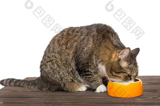 灰色<strong>猫</strong>吃食物橙色碗