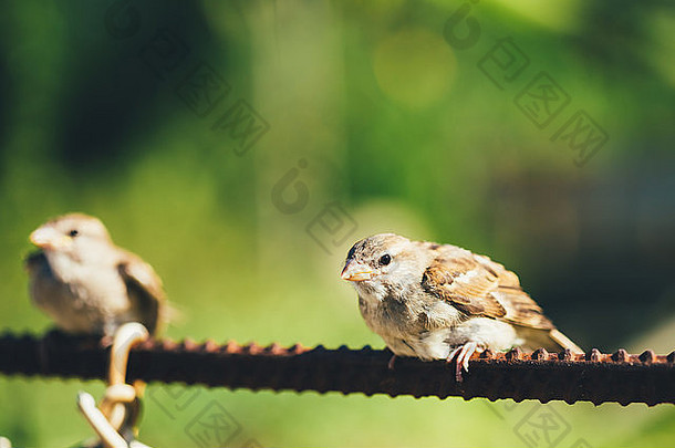 年轻的鸟雏鸟房子麻雀小鸡婴儿yellow-beaked花家坐着栅栏