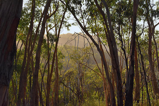 密集的桉树森林贝莱尔国家公园阿德莱德南澳大利亚澳大利亚