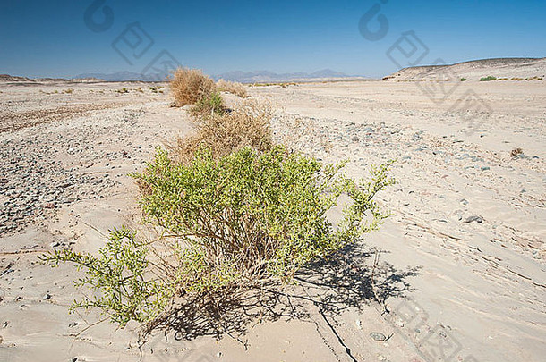 小灌木岩石东部沙漠景观埃及