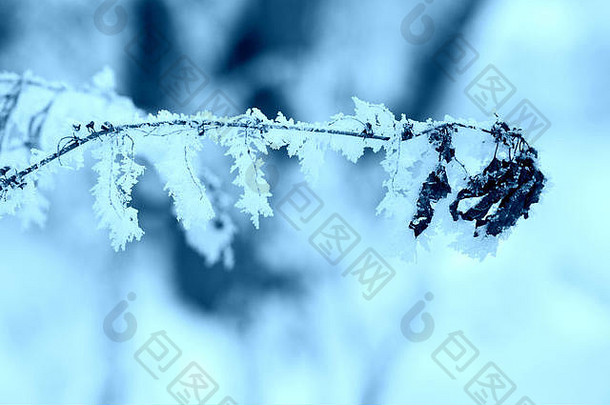 干草雪冬天森林关闭自然背景蓝色的颜色健美的