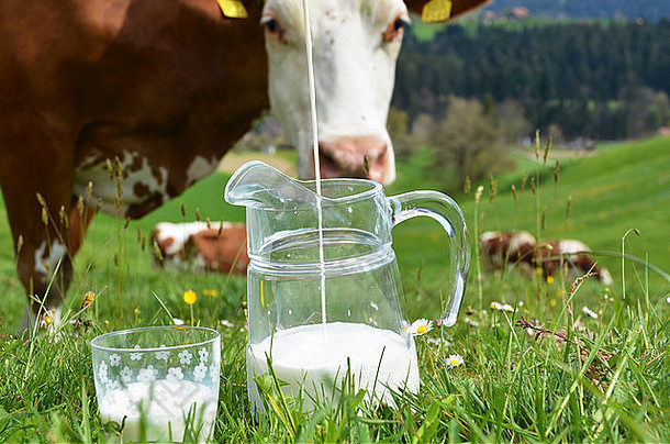 牛奶牛爱蒙塔尔地区瑞士