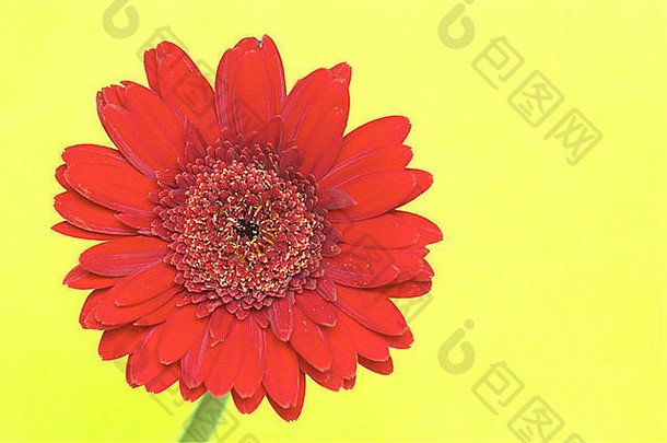 红色的春黄菊属花平原彩色背景