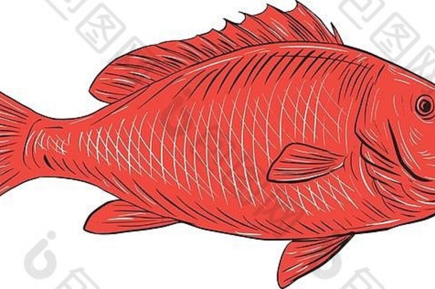 画草图风格插图澳大拉西亚人鲷鱼银鲷鱼pagrusauratus物种波吉亚发现沿海水域澳大利亚