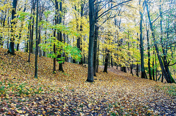美丽的森林景观悲观的秋天一天