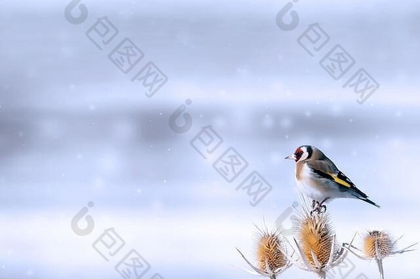 可爱的鸟白色雪背景鸟欧洲金翅雀