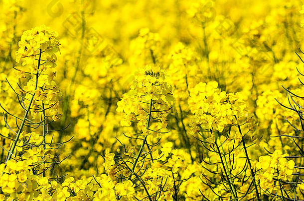 英格兰场完整的黄色的油菜花种子作物日益增长的阳光关闭拍摄前景黄色的植物焦点海黄色的