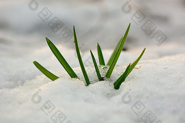 野风信子hyacinthoidesnon-scripta新兴雪迹象春天熟悉英国林地植物