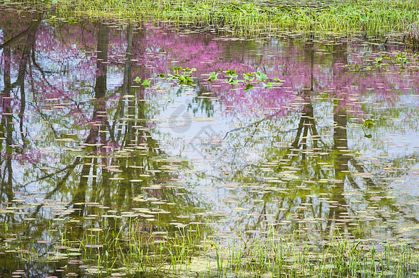 柔和的颜色春天季节反映了平静的表面草地湖莱尔线伊利诺斯州美国