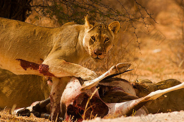 雌狮喂养最近杀了宝石羚羊Anthelope卡加拉加迪transfontier公园南非洲