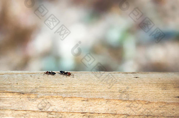 工人蚂蚁爬行木梁色彩斑斓的模糊的散景背景很多复制空间文本