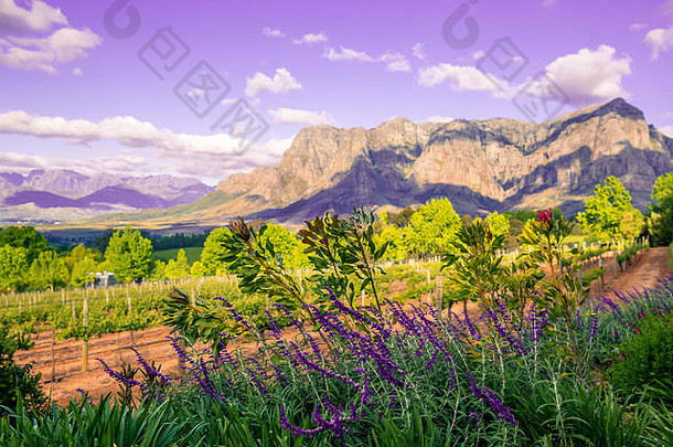 葡萄园景观薰衣草前景山背景南非斯泰伦博斯角小镇南非洲