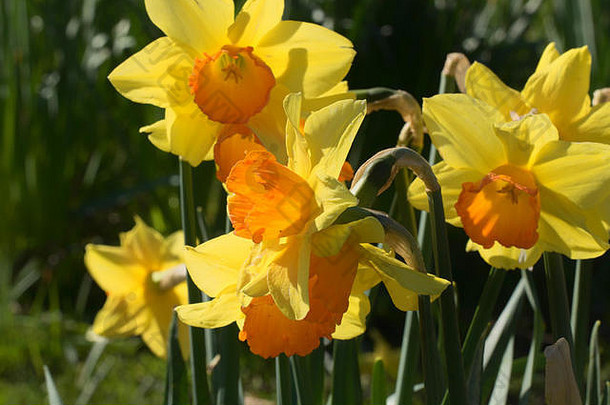 黄色的橙色水仙花谷花园哈罗盖特北约克郡英格兰